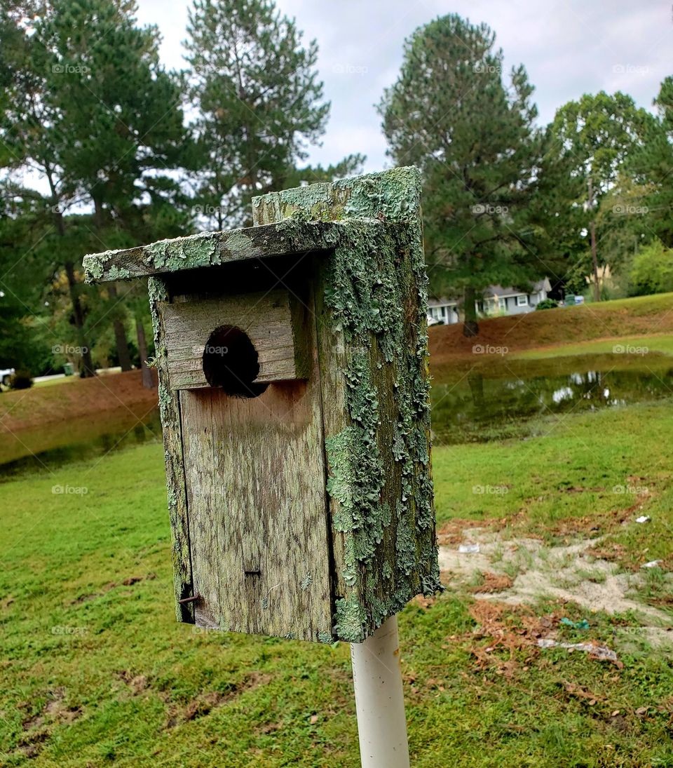 casa de pájaro con hongos