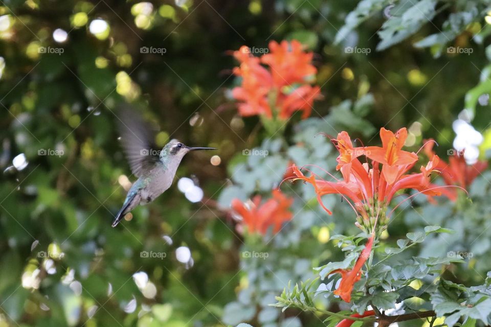 Hummingbird 