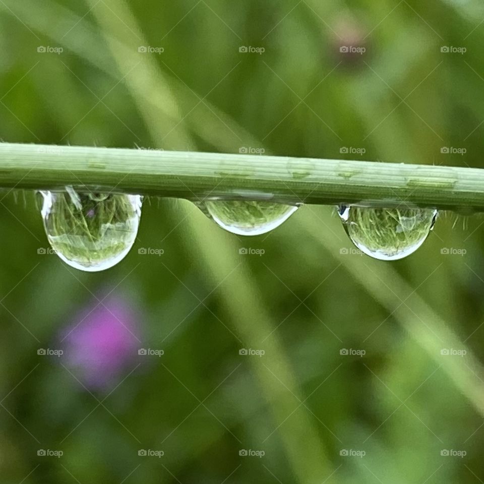 Raindrop 