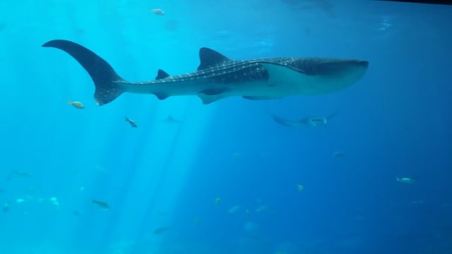 whale shark