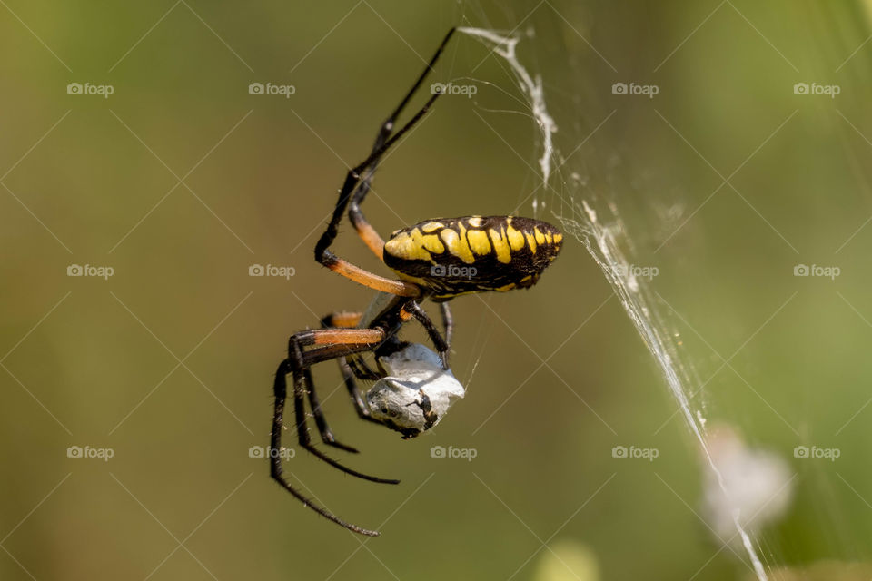Foap, Flora and Fauna of 2019: A yellow garden spider, also called a writing spider, hangs from its web to enjoy lunch. 