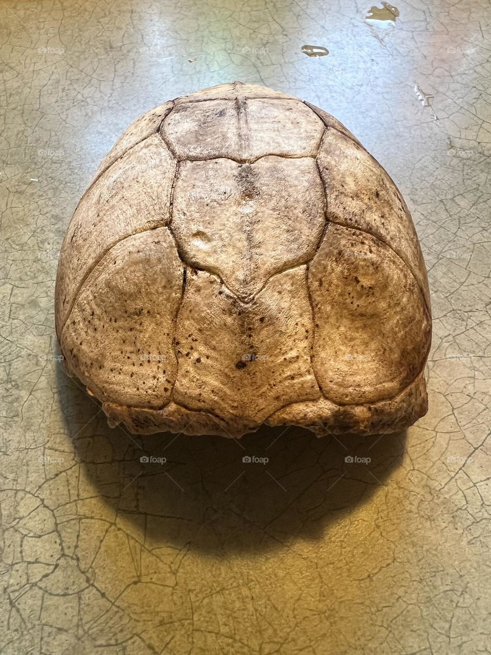 Turtle shell 