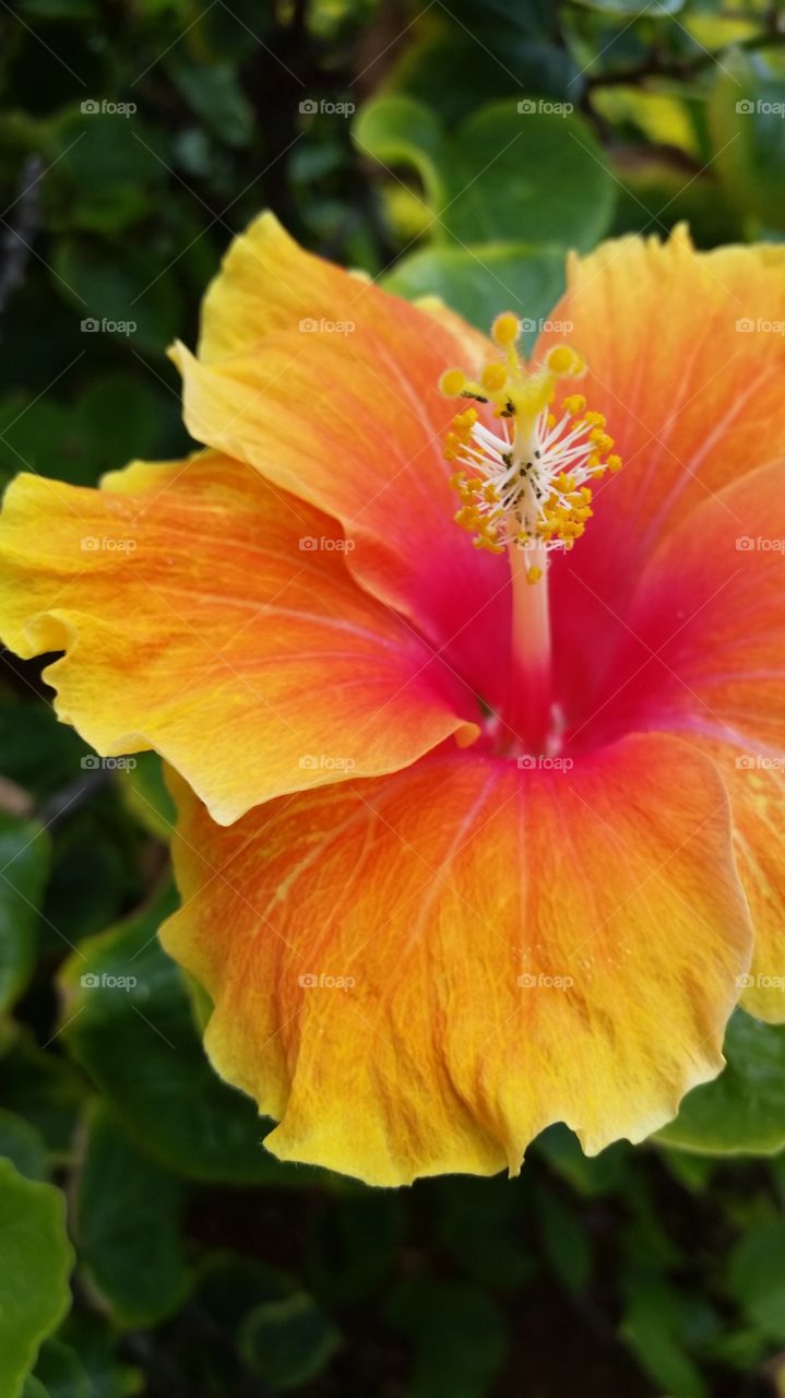 Bright happy Hawaiian Hibiscus flower with petal colors of orange, red and yellow, and green leaves, summer mood