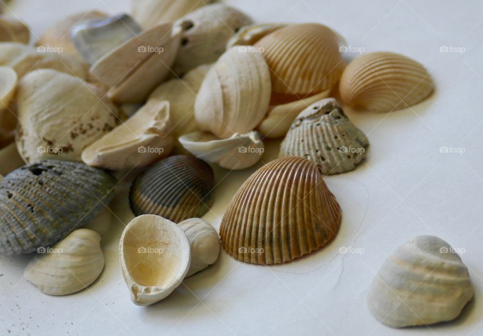 High angle view of seashells