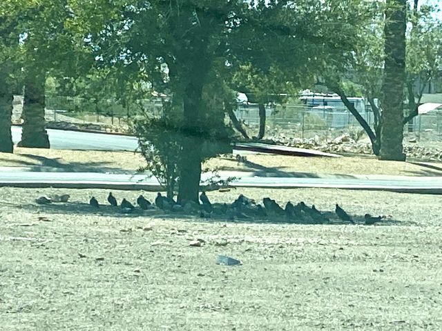 Pigeons under shade tree 
