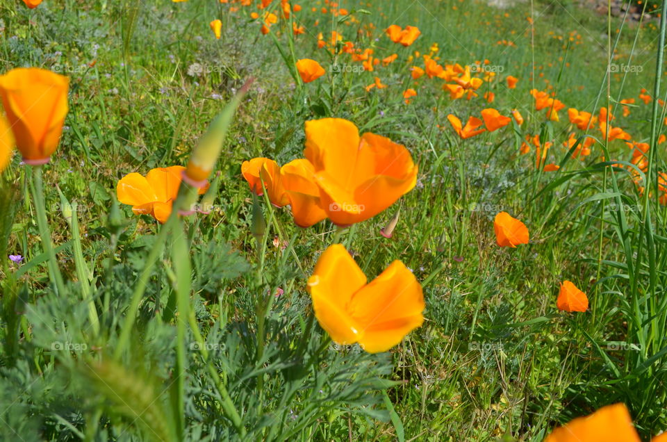 California Poppies. Saw a bunch of poppies and were so breathtaking that I had to capture it.
