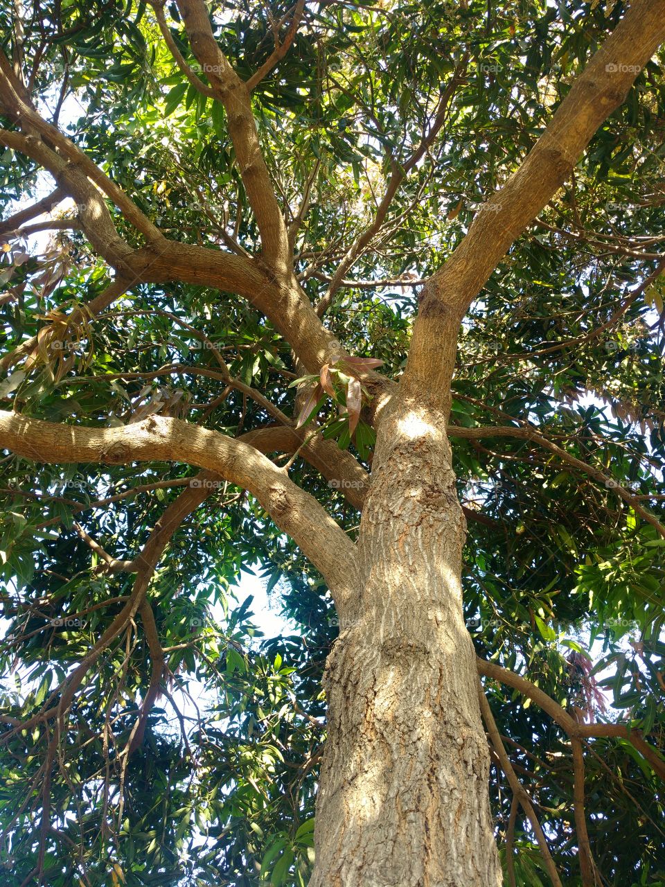 Tree's inside view