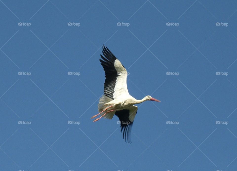 El vuelo de la cigüeña