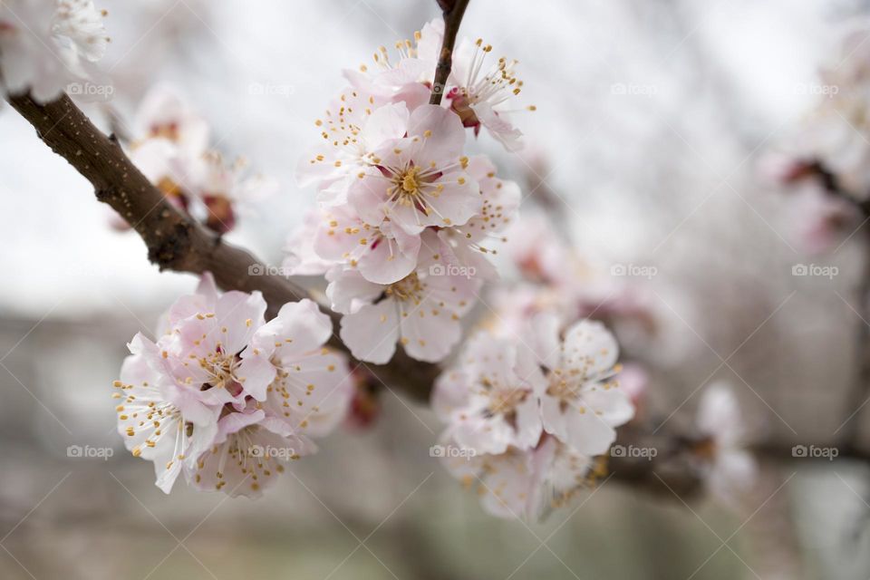 Apricot blossom in spring season . Macro shot . Selective focus .