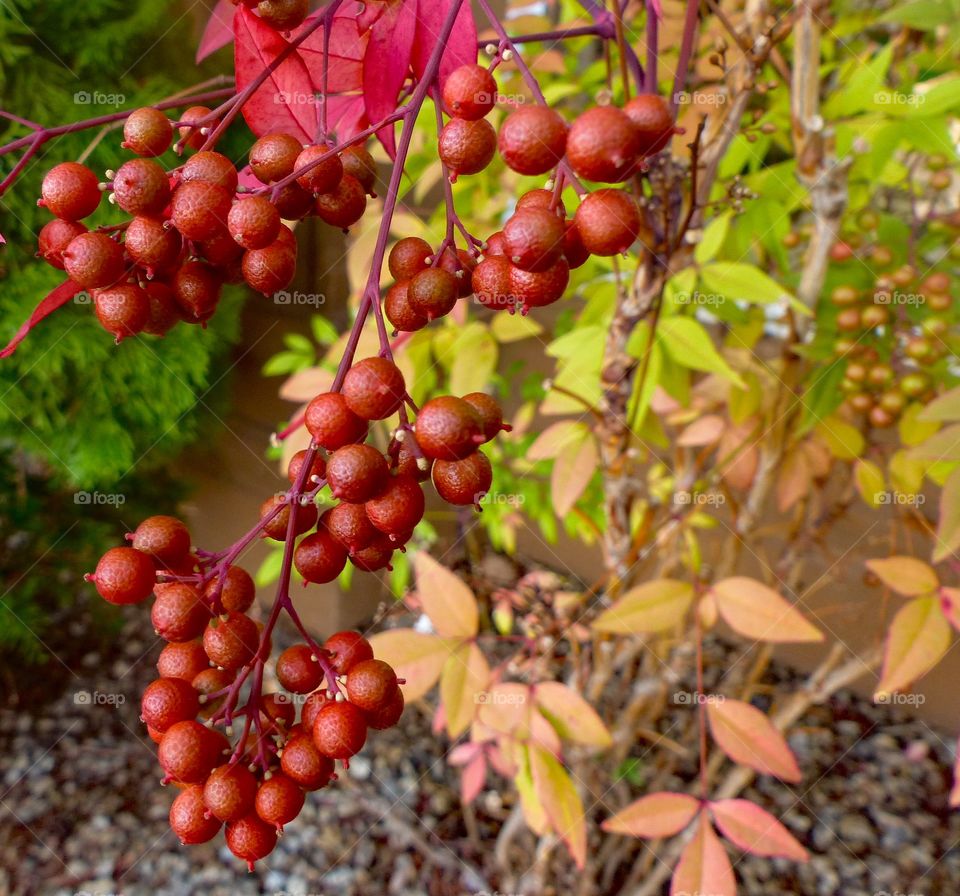 Red Berries in a bunch