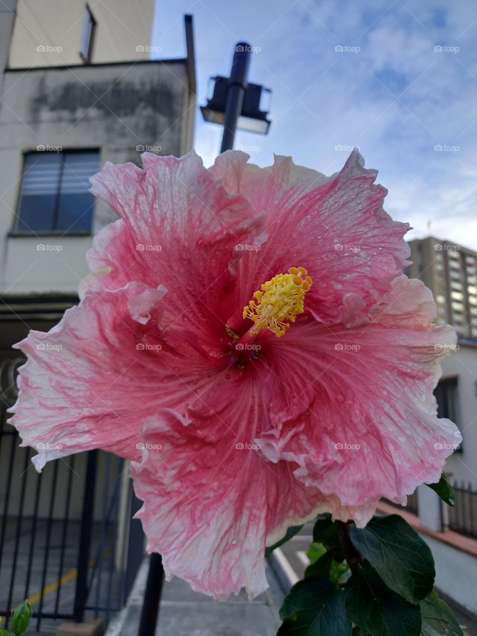 beautiful pink flower