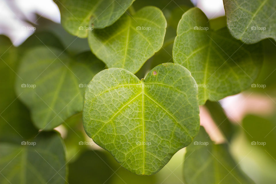 Heart shaped leafs
