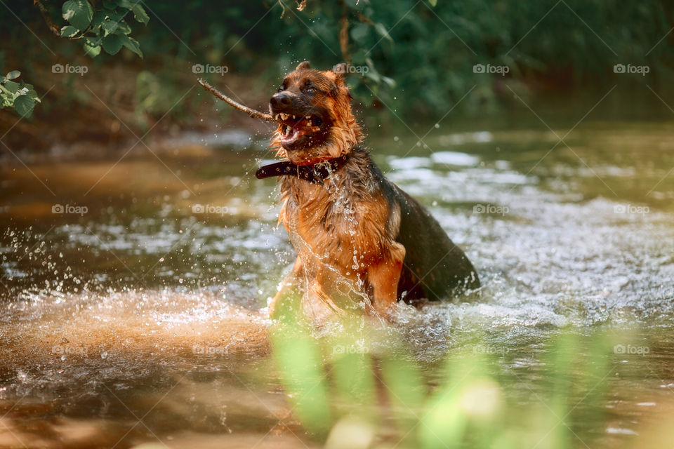 German shepherd dog swimming in a summer river