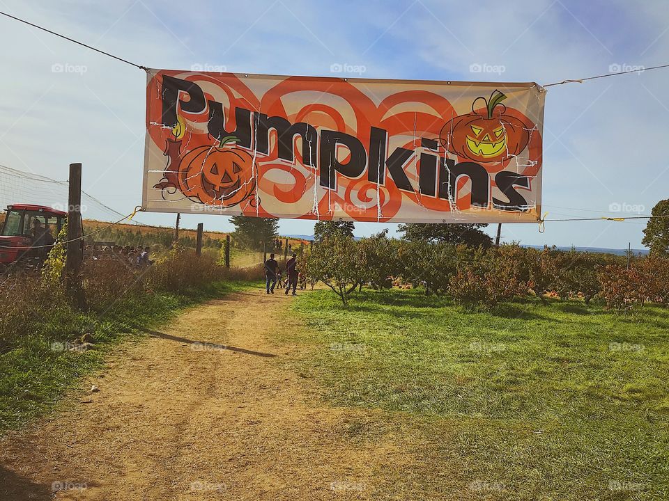 Pumpkin banner