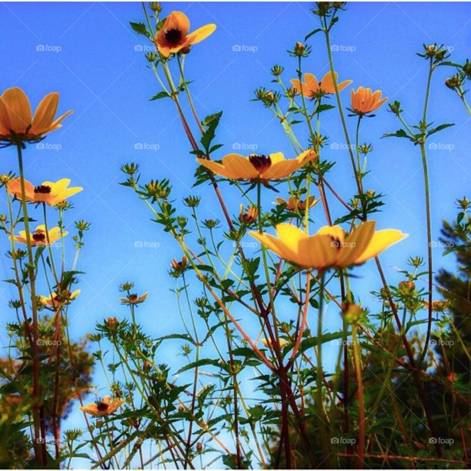 Reaching for the sky