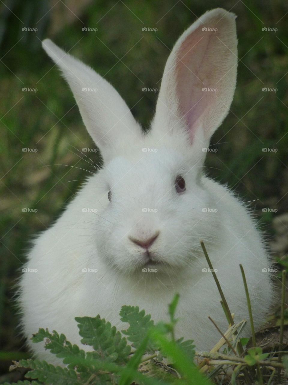 Beautiful baby rabbit