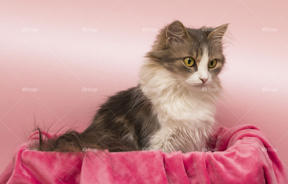 fluffy grey cat on a pink background.   elegance and grace of feline concept