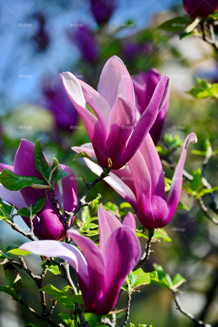 purple flowers