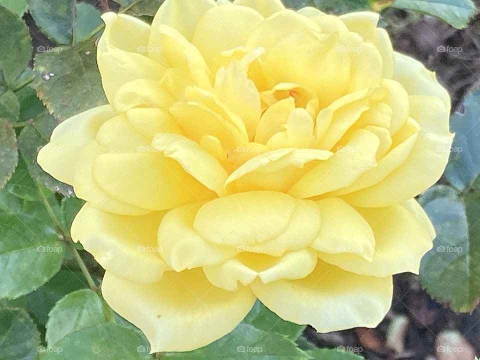 Belíssima rosa amarela macro com folhas parcialmente visíveis. Flor natural de jardim.