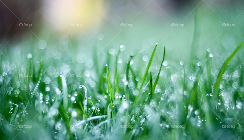 A wet photo of the grass after a rainy day.