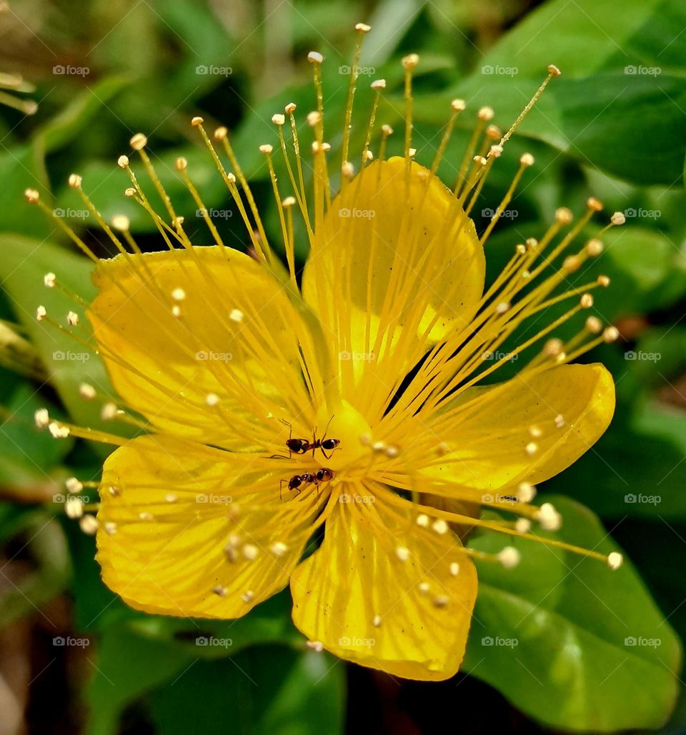 Florecilla amarilla