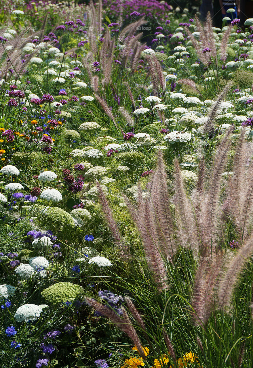 Field of flowers and ornamental grasses