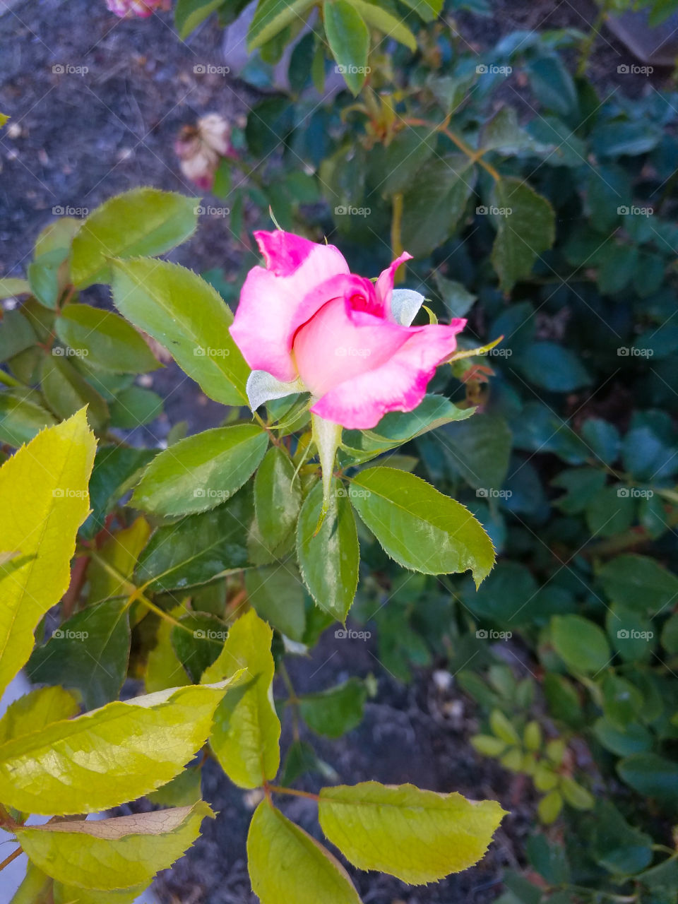 Variegated pink rose bud