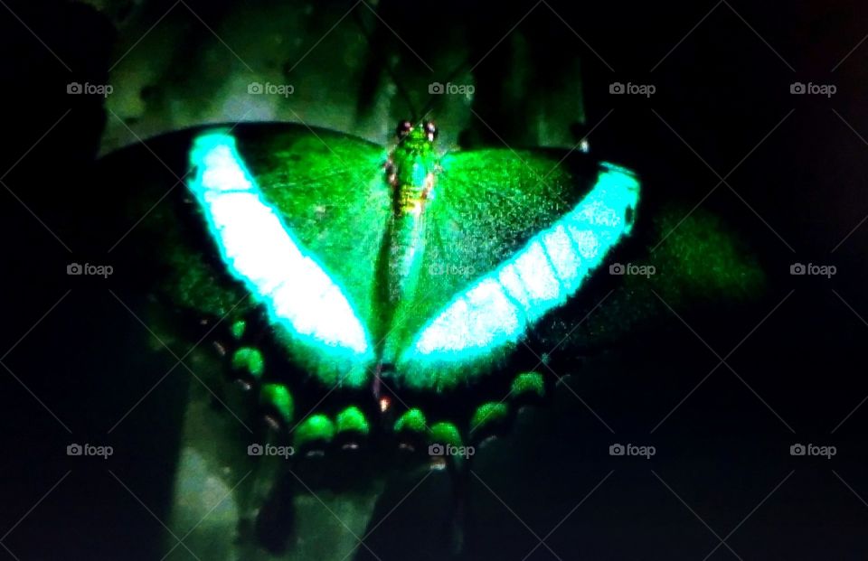 amazing spot with butterfly