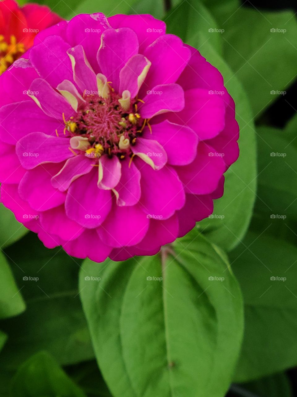zinnias