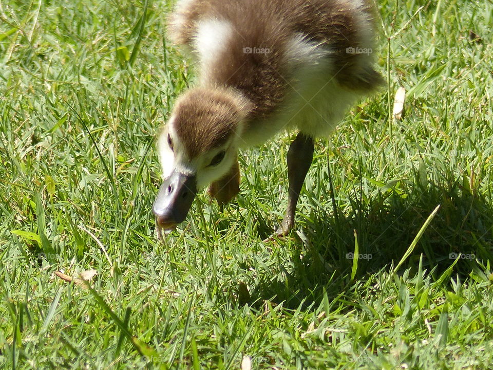 Gosling eating grass 