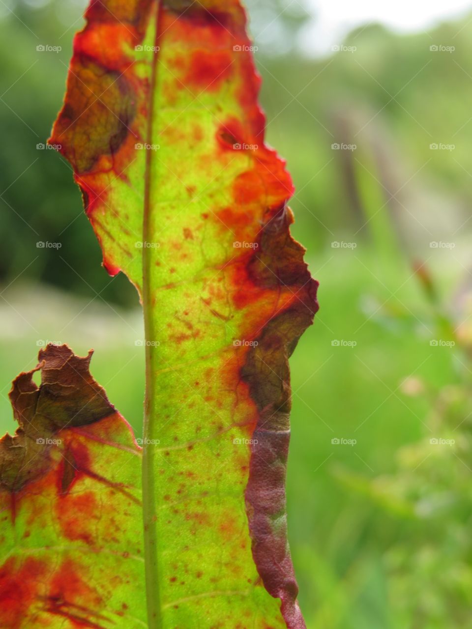 A green leaf turning red