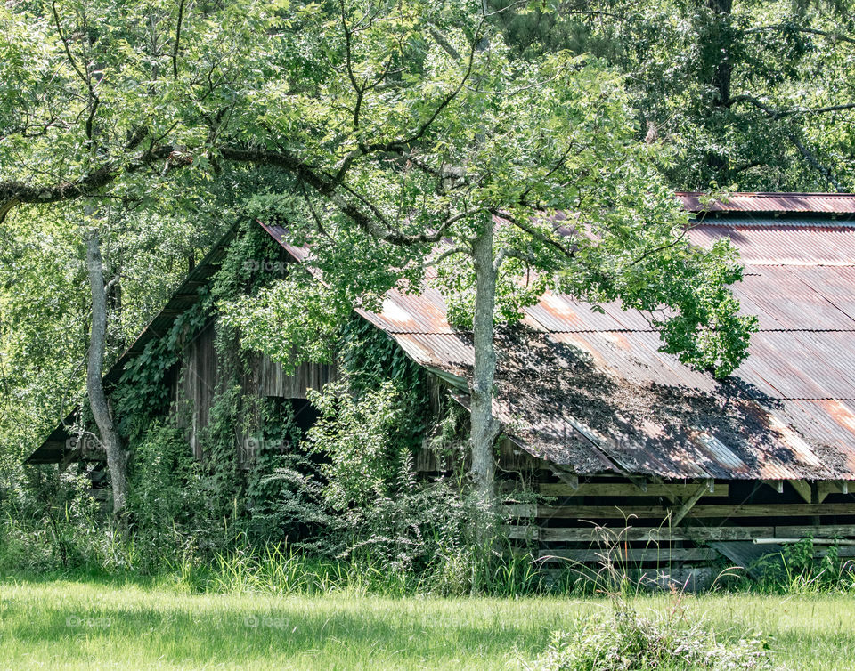 Rustic dilapidated overgrown barn in the Louisiana countryside 