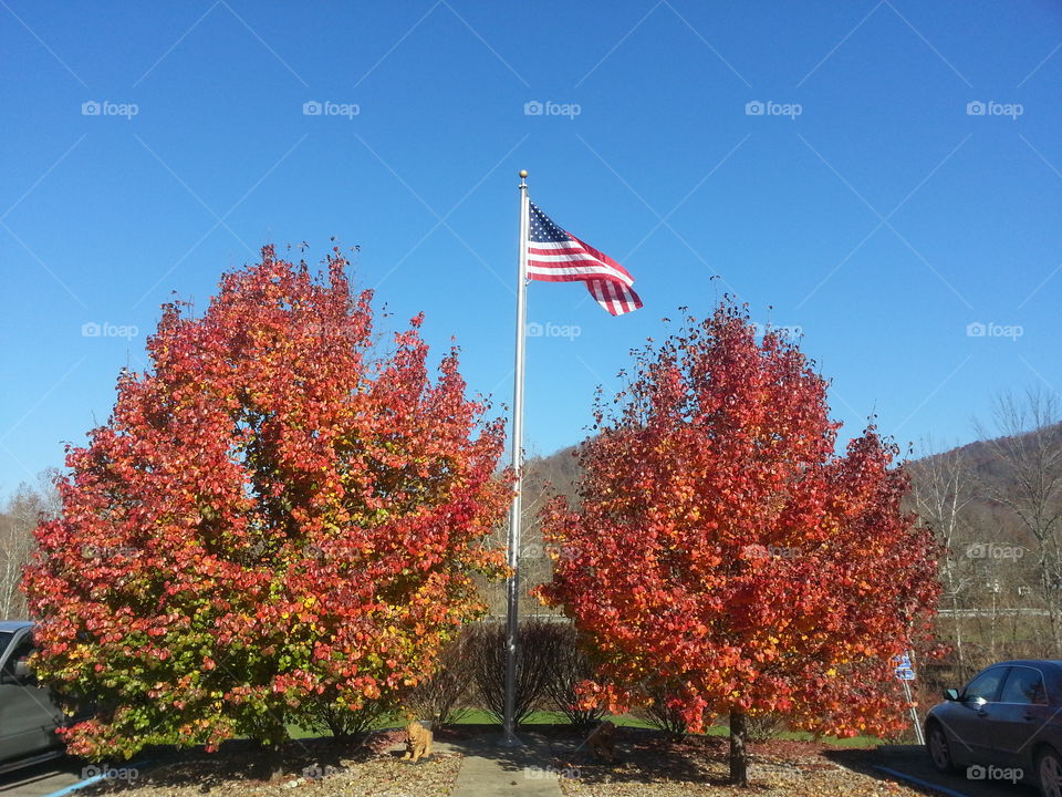 flag between the trees. an American flag waved between the autumn trees