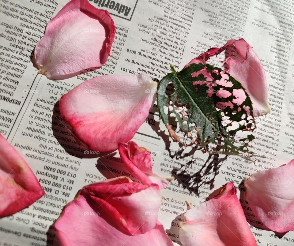 Rose petals on a newspaper with leaf shadow