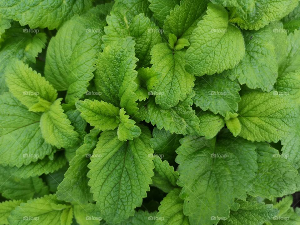 Succulent green leaves of plants as a background. View from above