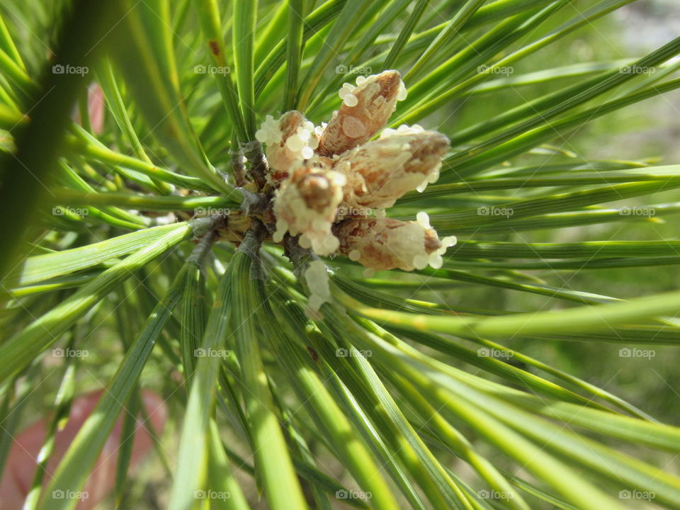 resin coniferous plants