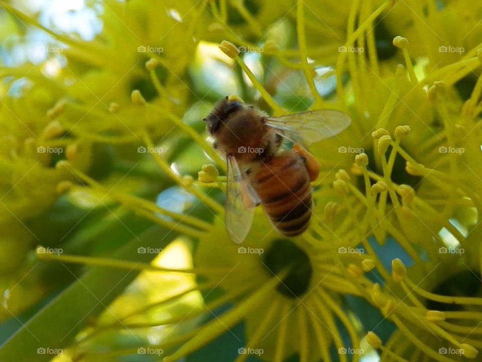 Bee