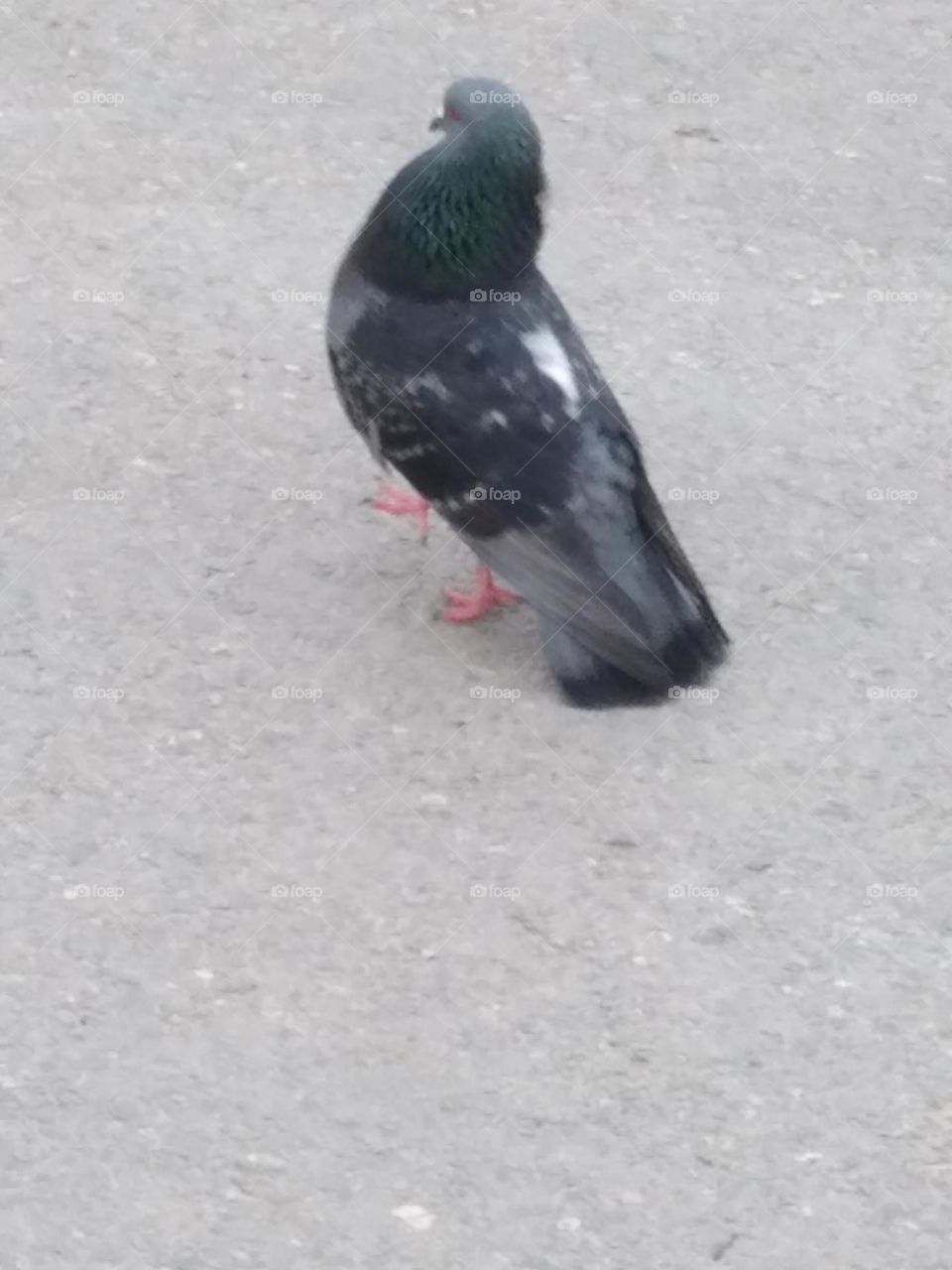 pigeon