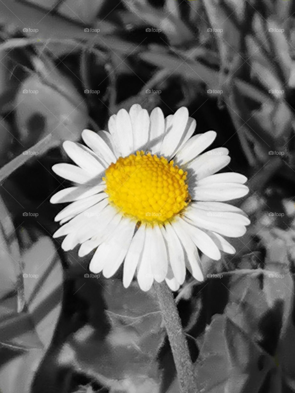Daisy in black and white grass