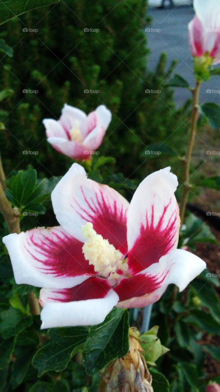 Flower, Nature, Flora, Leaf, Garden