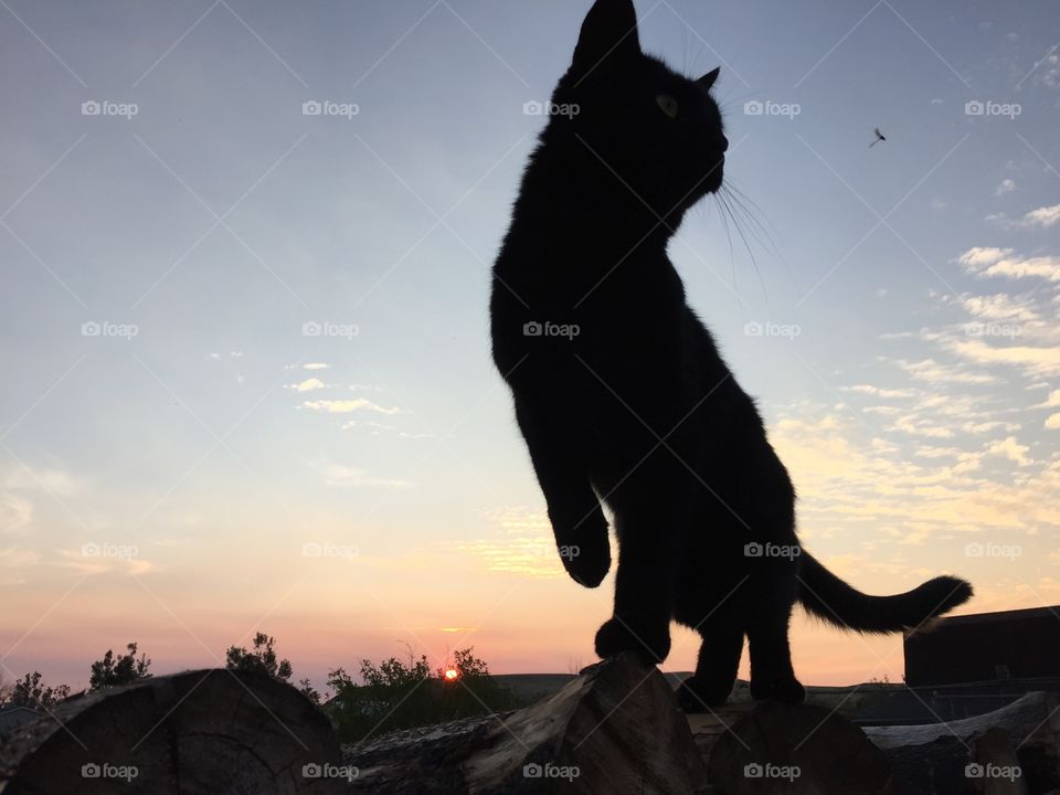 Black Cat Wildfire Sunset. Our black cat, Jade, posing for a photo with a bright red sun in the background caused by wildfire smoke.