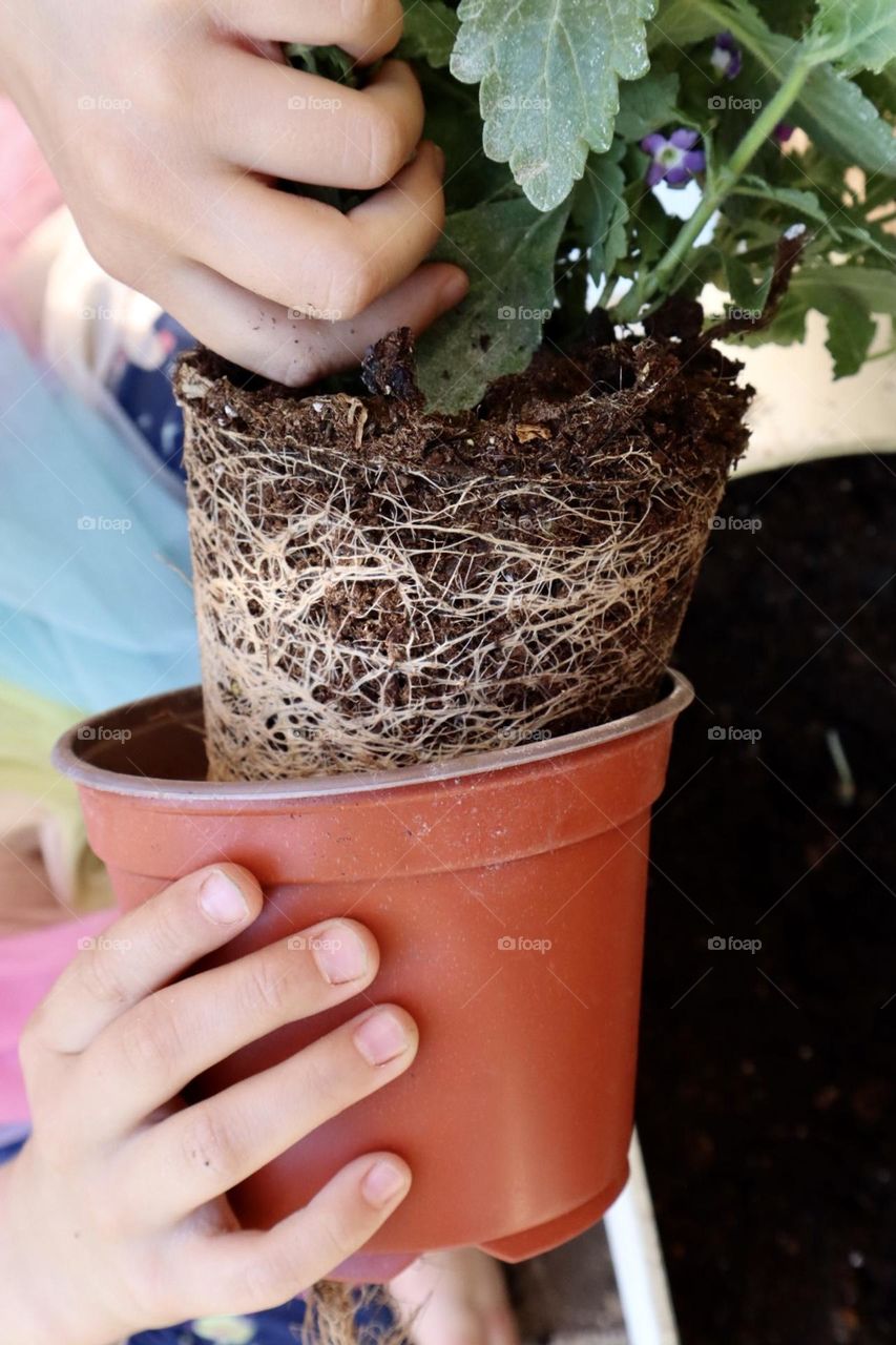 Girl hands take the plant out the pot prepare to planting 