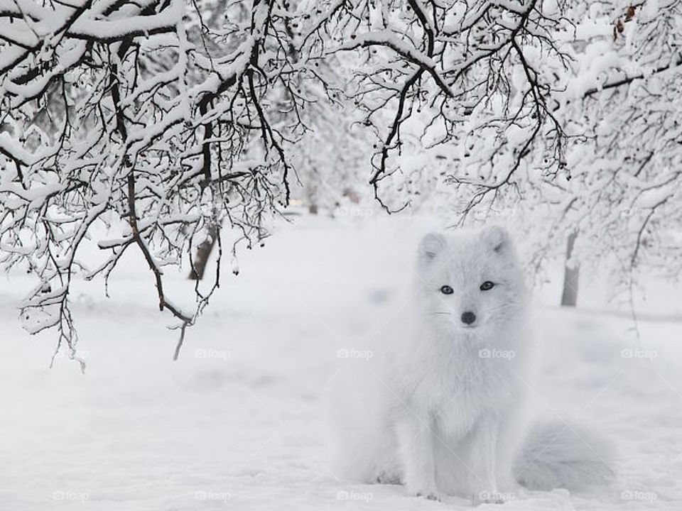Fox tree snow 