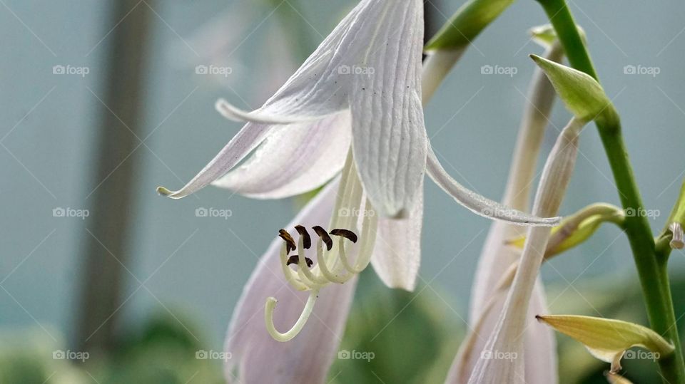 Hosta bloom
