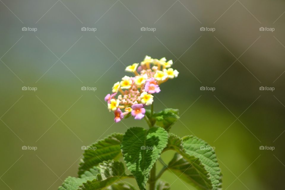 small colorful flowers