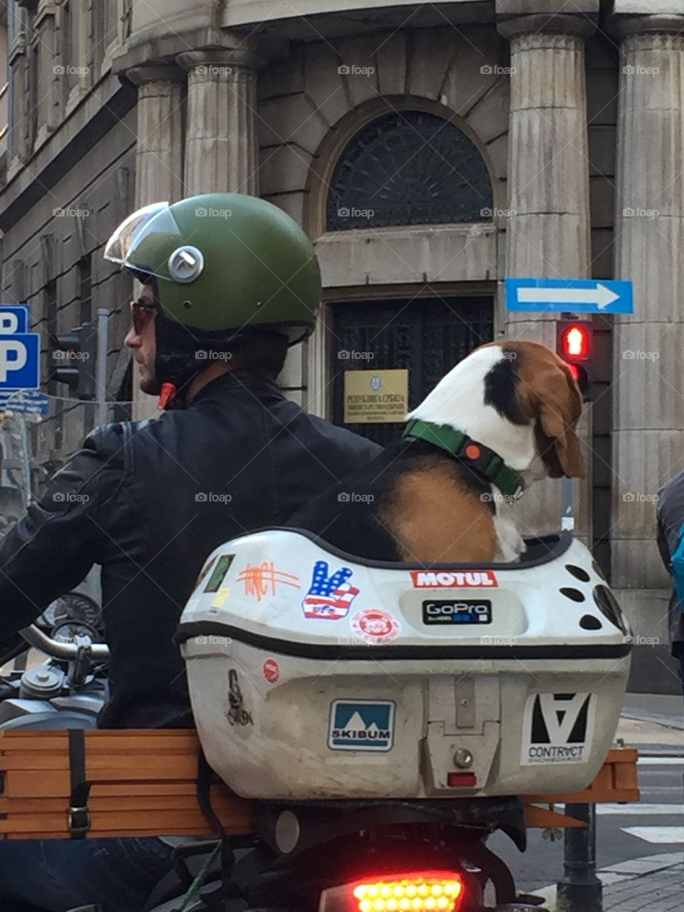 Beagle on motor 