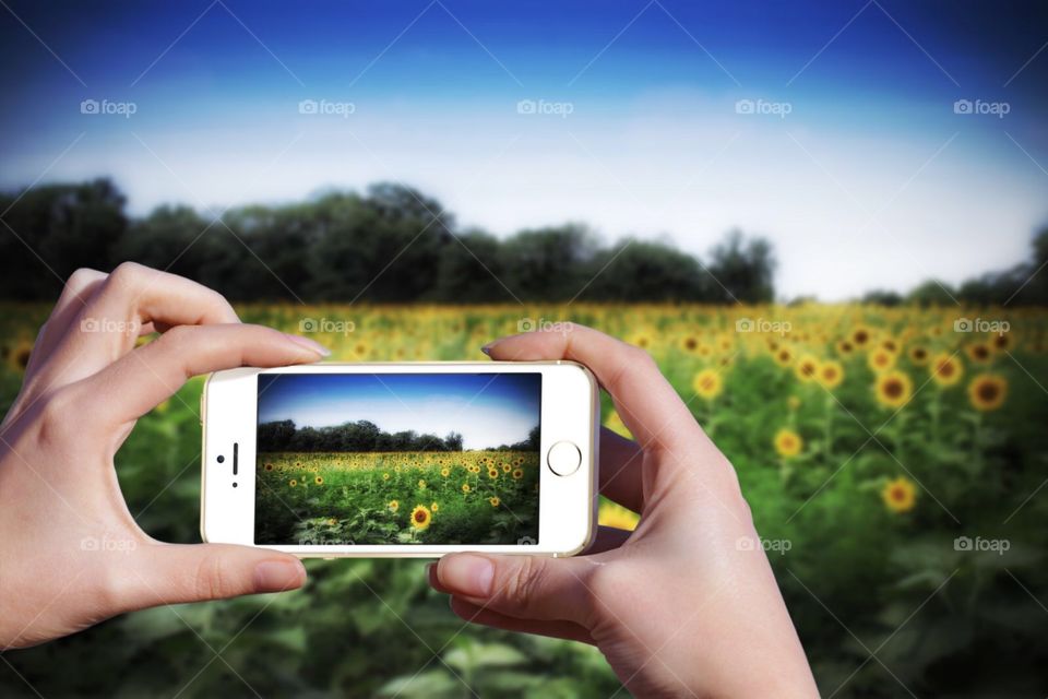 Using my mobile device to take a photograph of a sunflower field. 
