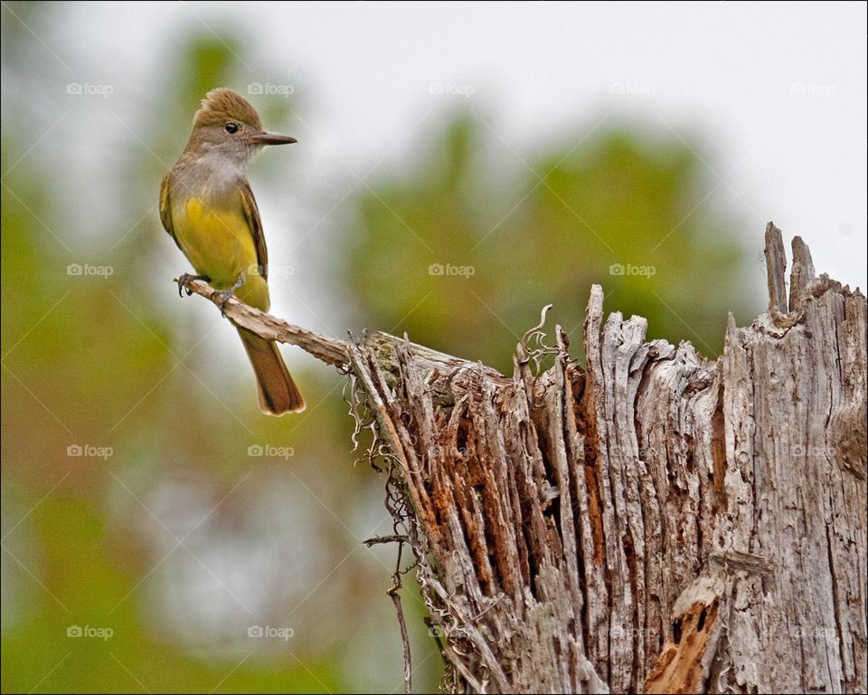 Flycatcher 