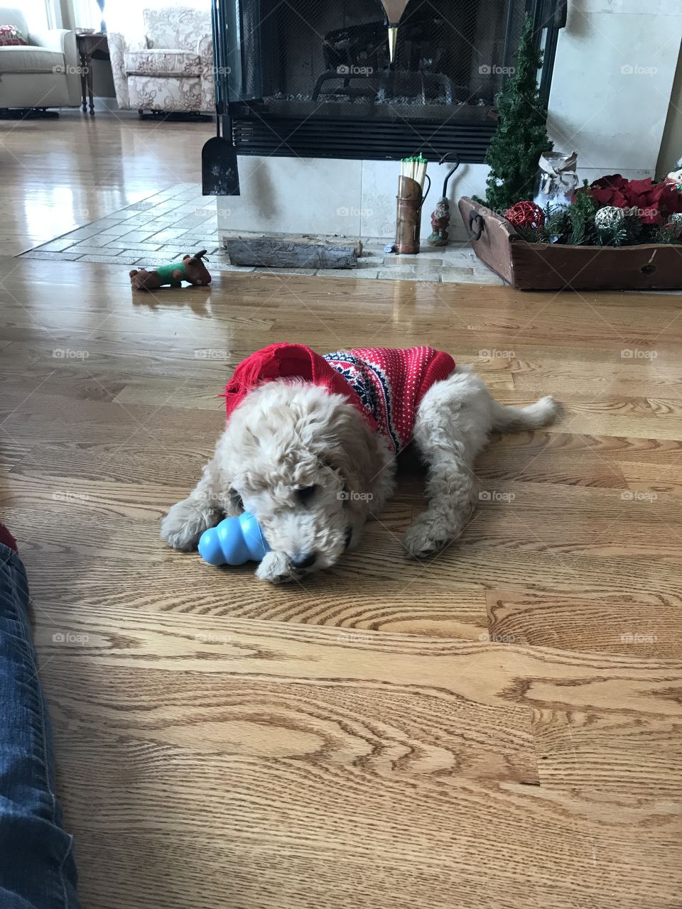 Puppy’s first Christmas 