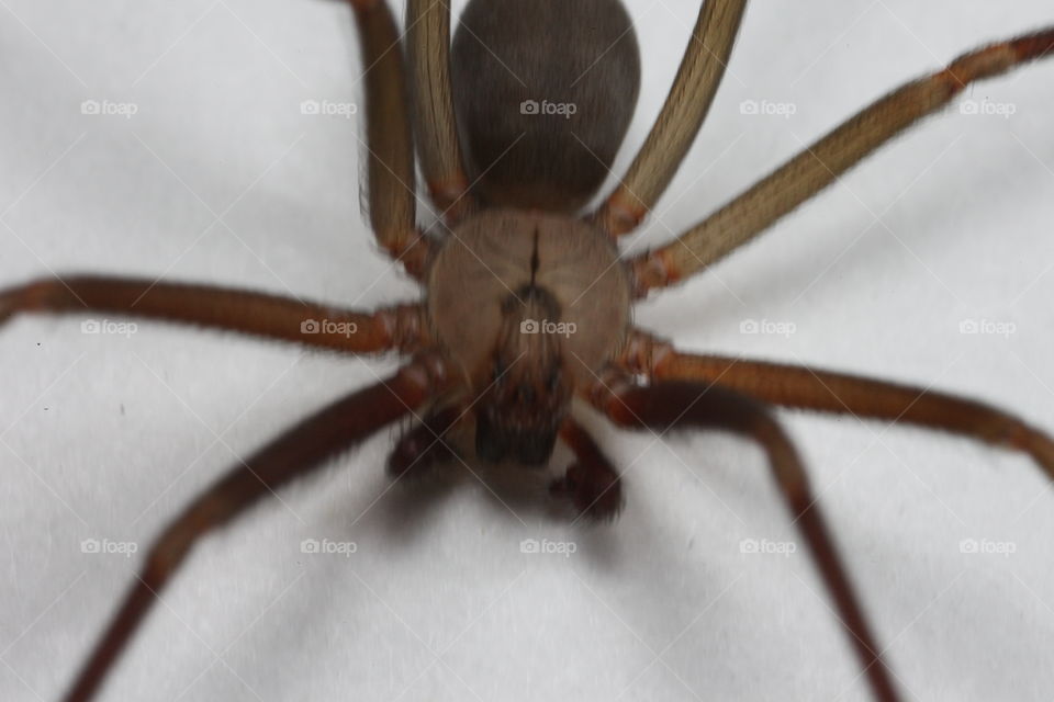 Brown Recluse. This is a macro photograph of a Brown Recluse.